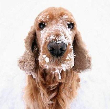 包头雪花来袭，开启与狗下雪天的N种玩法！