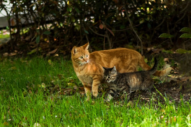 猫咪挑食怎么办这几招让它老老实实吃饭