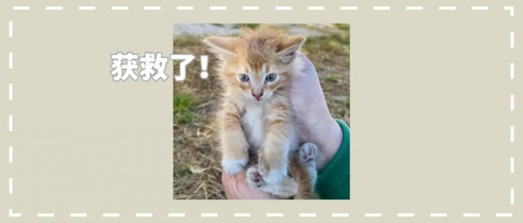 迷路的小橘猫被发现后，紧紧抓住它的救命恩人，命运从此改变