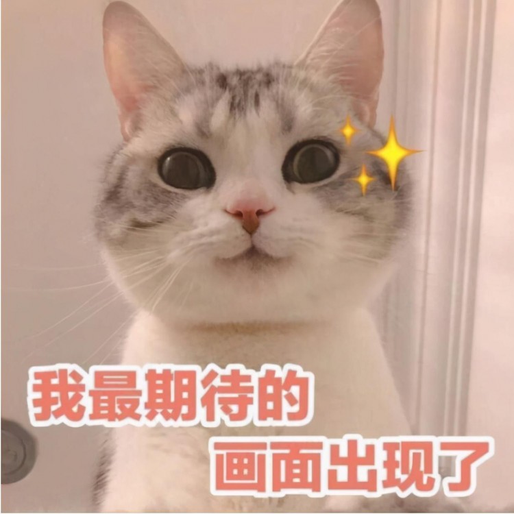 “夏天”养猫，宠主应该这样做，对猫好处多