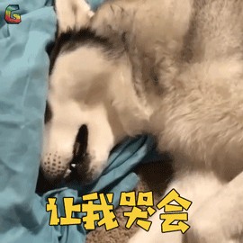 狗狗流眼泪真的是伤心吗