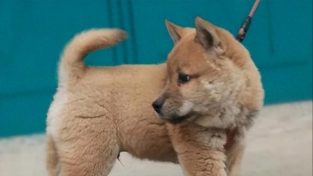 今日来谈谈中国人很难叫出名字，但又很漂亮的中华田园犬