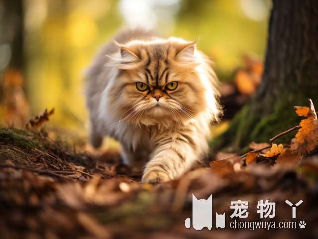 高地猫和金吉拉的区别？